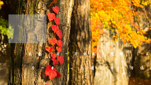 夫妻雙方一方信用卡逾期會(huì)影響另一半嗎?-夫妻雙方一方信用卡逾期會(huì)影響另一半嗎
