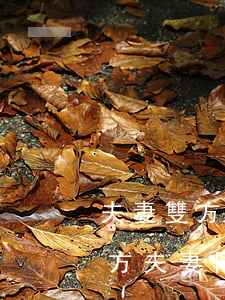 夫妻雙方都想離婚需要什么手續(xù)(雙方夫妻同意離婚需要辦理什么)