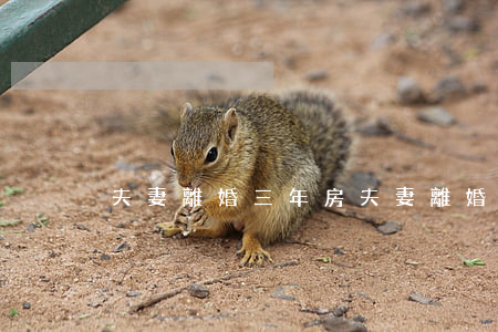 夫妻離婚三年房(夫妻離婚三年房)