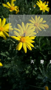 夫妻離婚出軌方需要承擔(dān)什么
