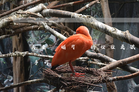 夫妻離婚可憐的往往是孩子(離婚后的孩子有多可憐)