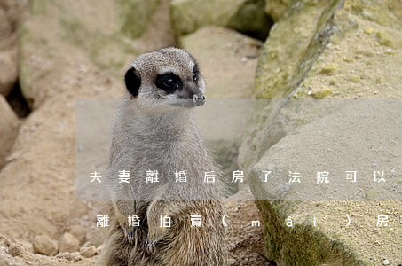 夫妻離婚后房子法院可以拍賣(mài)嗎(離婚拍賣(mài)房子是否需雙方同意)