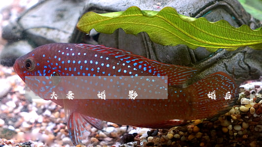 夫妻離婚會影運氣嗎(離婚后運勢會影響多久)