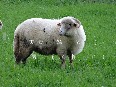 夫妻離婚沒房產(chǎn)證能分嗎(沒有房產(chǎn)證的房子離婚能分嗎)