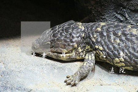 夫妻離婚法院可以強制執(zhí)行財產(chǎn)嗎(法院強制執(zhí)行共同財產(chǎn),夫妻已離婚)