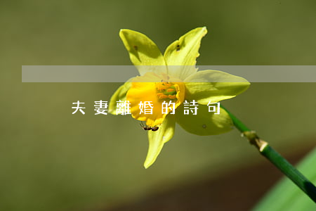 夫妻離婚的詩句