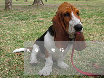 夫妻離婚起訴書