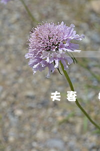 夫妻離婚需要什么證件(離婚需要什么資料)