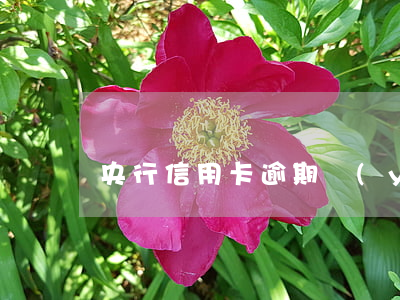 央行信用卡逾期預(yù)警