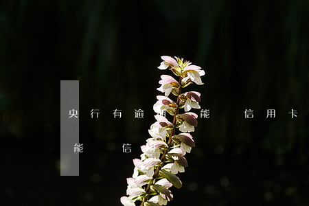 央行有逾期還能辦信用卡嗎(銀行貸款逾期還能辦信用卡嗎)