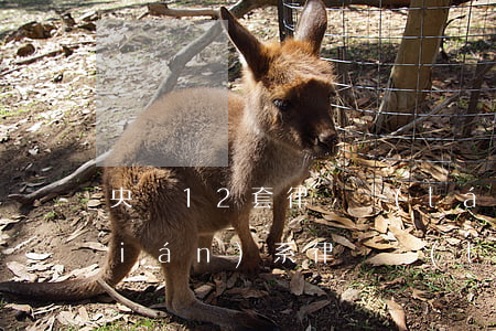 央視12套律師來(lái)了怎么聯(lián)系(律師來(lái)了cctv12視頻直播)