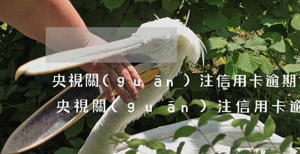 央視關(guān)注信用卡逾期了怎么辦 央視關(guān)注信用卡逾期了怎么辦