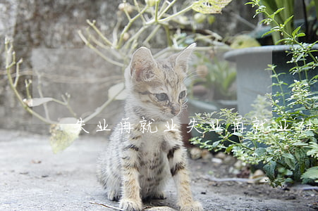 失业再就业(失业再就业社保补贴)