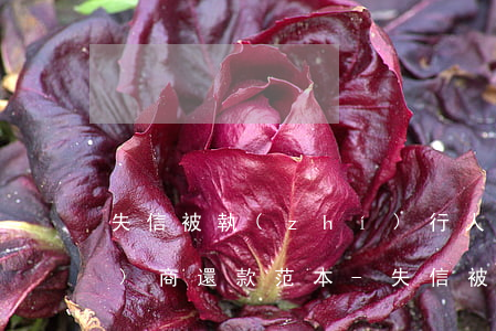 失信被執(zhí)行人和銀行協(xié)商還款范本-失信被執(zhí)行人和銀行協(xié)商還款范本怎么寫