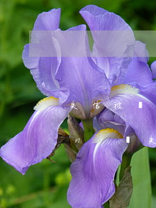 失信被執(zhí)行人有繼承權(quán)嗎(失信被執(zhí)行人可以繼續(xù)當(dāng)法人)