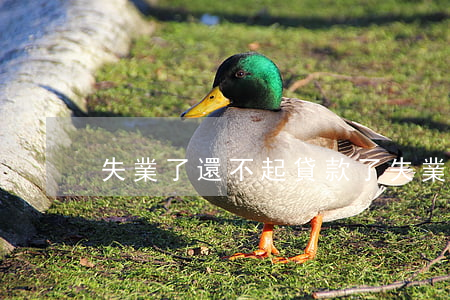 失業了還不起貸款了(失業了銀行貸款還不起)