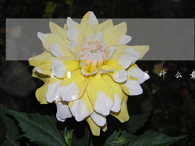 失獨(dú)是什么意思(失獨(dú)是啥意思)