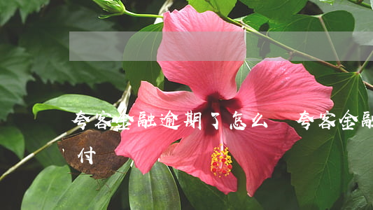 夸客金融逾期了怎么辦(夸客金融什么時候賠付)