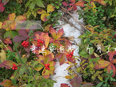 奇速贷逾期3个月了（奇速贷逾期3个月了）