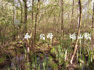 奉勸父母別離婚山歌(離婚山歌歌詞大全)