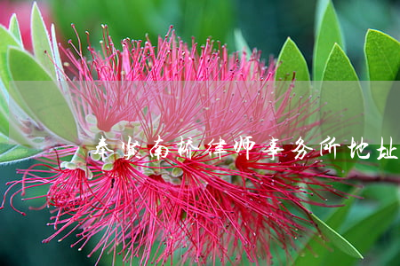 奉贤南桥律师事务所地址