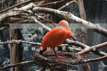 契稅滯納金(契稅滯納金)