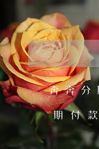 奔奔分期免息嗎(長(zhǎng)安奔奔分期付款首付多少錢)