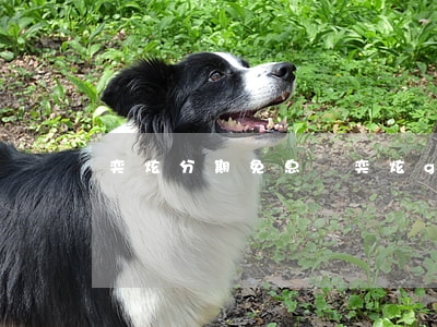 奕炫分期免息嗎(奕炫gs分期)