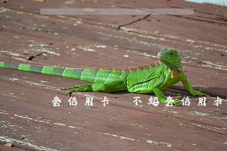套信用卡還不起 套信用卡不還咋樣判刑