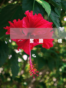 套路貸 信用卡欠巨款(錢被套路貸欠款逾期怎么辦)