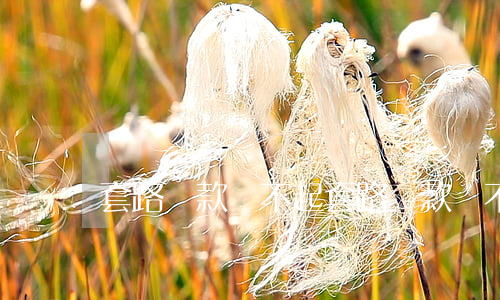 套路貸款還不起 套路貸款還不起
