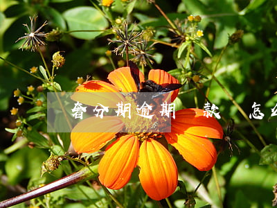 奢分期逾期還款會怎么樣