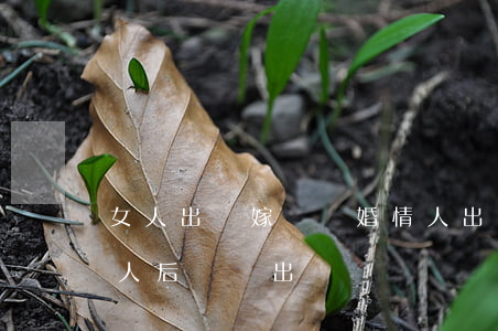 女人出軌嫁給離婚情人(出軌女人離婚嫁給情人后還會出軌嗎?)