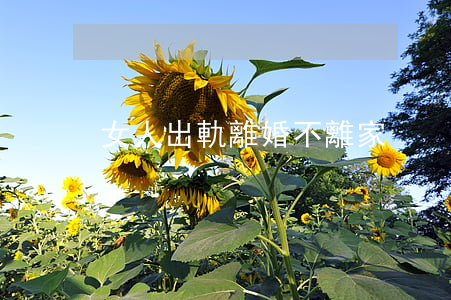 女人出軌離婚不離家