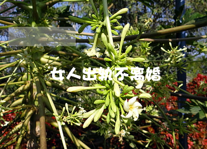 女人出轨不离婚