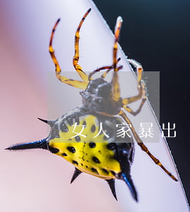 女人家暴出軌離婚怎么辦