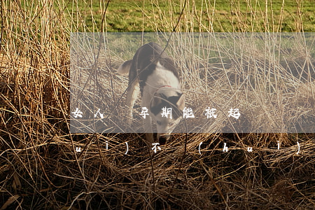 女人懷孕期能被起訴嗎(懷孕了被起訴會(huì)不會(huì)坐牢)