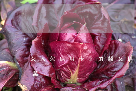 女人欠信用卡上的錢(女孩子信用卡欠了十幾萬)