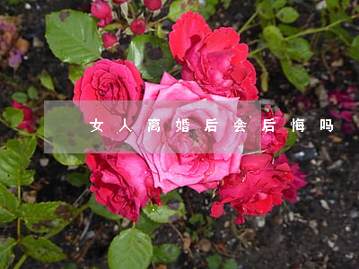 女人离婚后会后悔吗