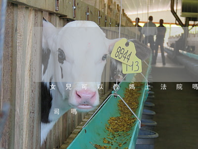 女兒可以告媽上法院嗎(女兒可以替母親打官司嗎)