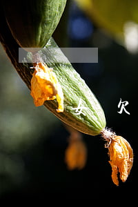 女兒欠網貸遭利滾利(兒子欠下網貸)