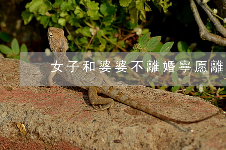 女子和婆婆不離婚(寧愿離婚也不跟婆婆住)