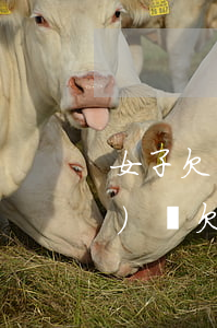 女子欠網(wǎng)貸百萬(網(wǎng)貸欠款100萬)