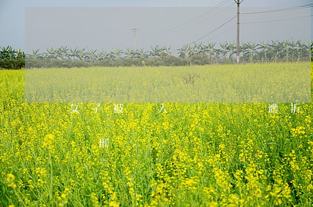 女子被騙入傳銷窩點遭折磨致死 非法拘禁者獲刑