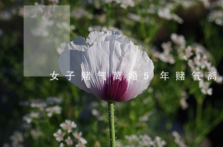 女子赌气离婚5年(赌气离婚真的就离了)