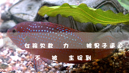 女孩欠款無力償還被男子逼迫還款-女孩欠錢不還被債主捉到