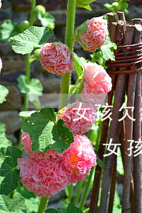 女孩欠網(wǎng)貸20多萬(wàn)(女孩欠網(wǎng)貸20多萬(wàn))