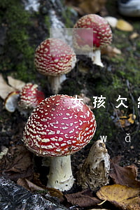 女孩欠網(wǎng)貸25萬(女孩子欠網(wǎng)貸)