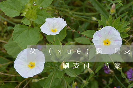 女學(xué)霸盜刷支付寶聊天記錄不起訴-盜刷支付寶立案標(biāo)準(zhǔn)
