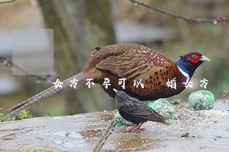 女方不孕可以離婚(女方懷孕不能離婚)